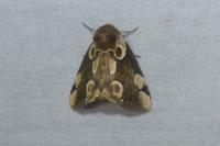 Thyatira batis