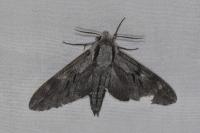 Hyloicus pinastri/maurorum