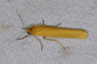 Indalia lutarella