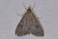Udea prunalis