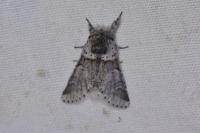 Furcula furcula
