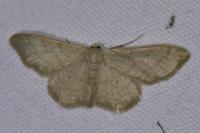 Idaea straminata
