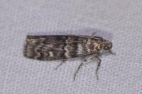 Dioryctria abietella