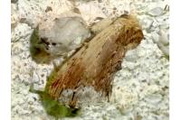 Ptilodon cucullina
