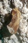 Ptilodon cucullina