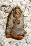 Epilecta linogrisea
