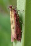 Oncocera semirubella