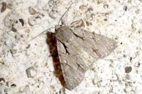 Acronicta psi/tridens