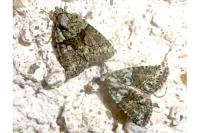 Cryphia algae/pallida/ochsi