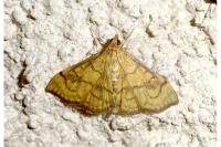 Anania verbascalis