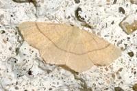 Cyclophora suppunctaria