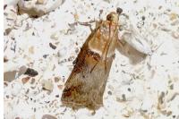 Acrobasis tumidana