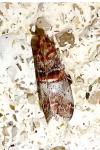 Acrobasis advenella