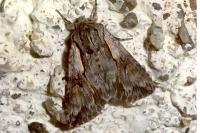 Chloantha hyperici