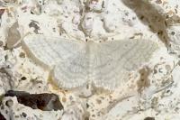 Idaea subsericeata