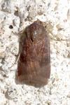 Noctua janthe/janthina