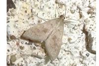 Mecyna asinalis