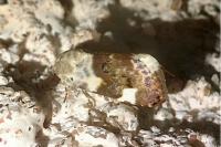 Acontia lucida