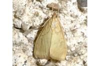 Ostrinia nubilalis
