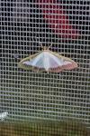 Cydalima perspectalis