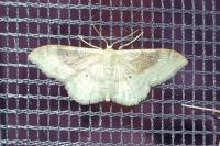 Idaea degeneraria
