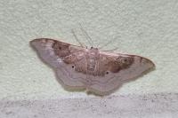 Idaea degeneraria