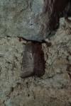 Hoplodrina ambigua/blanda