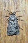 Agrotis bigramma