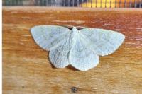 Cabera exanthemata