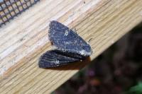 Mesapamea secalella/secalis
