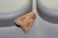 Mythimna albipuncta