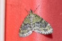 Acasis viretata