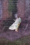 Thaumetopoea pityocampa