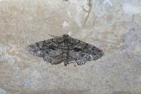 Peribatodes ilicaria ilicaria