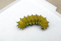 Saturnia pyri