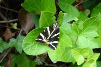 Euplagia quadripunctaria