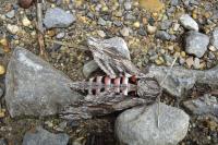 Agrius convolvuli