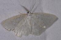 Cabera exanthemata