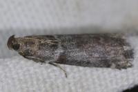 Laodamia faecella