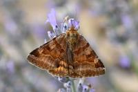 Euclidia glyphica