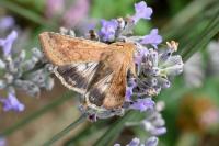Helicoverpa armigera