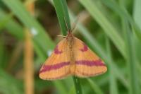 Lythria cruentaria