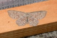 Cyclophora pendularia