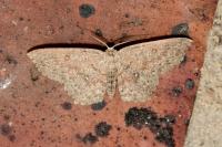 Cyclophora pendularia