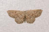 Cyclophora pendularia