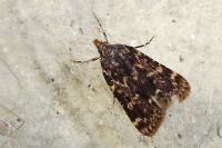 Aglossa caprealis