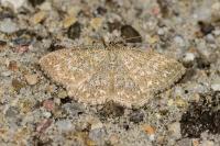 Scopula immorata