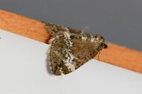 Perizoma alchemillata