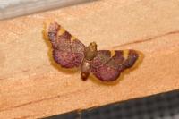 Hypsopygia costalis