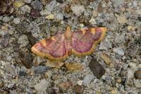 Hypsopygia costalis